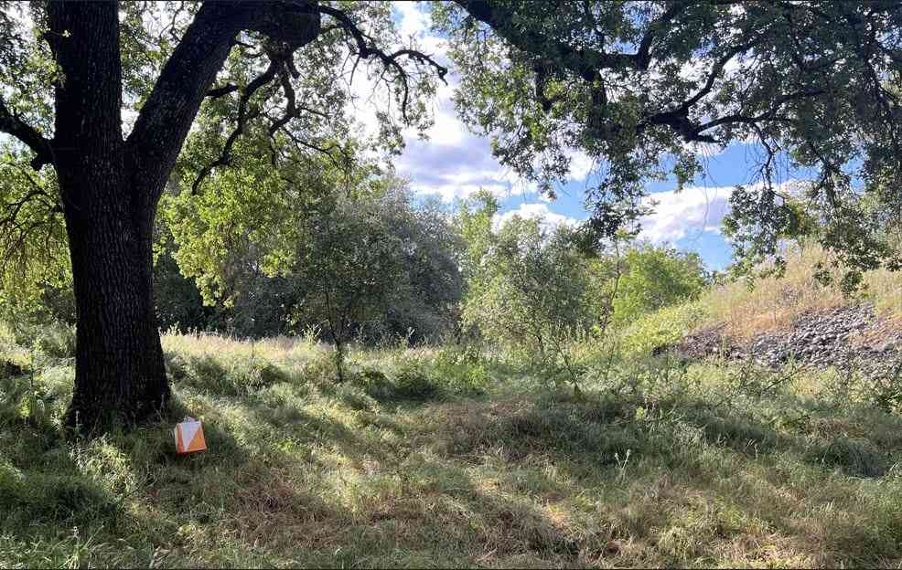 Spring at Sacramento Bar